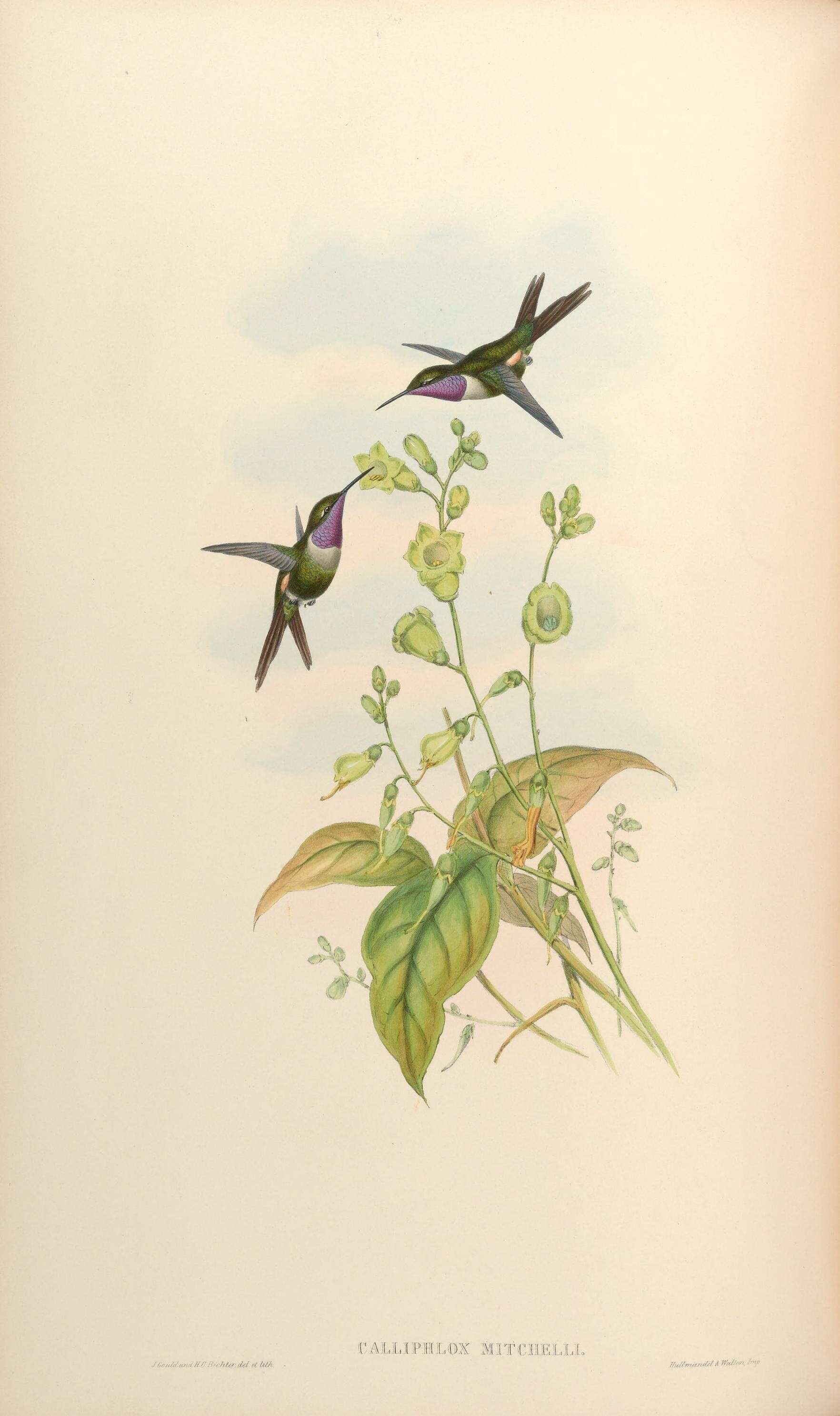 Image of Calliphlox Boie & F 1831