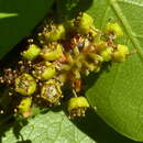 Image of Terminalia tetraphylla