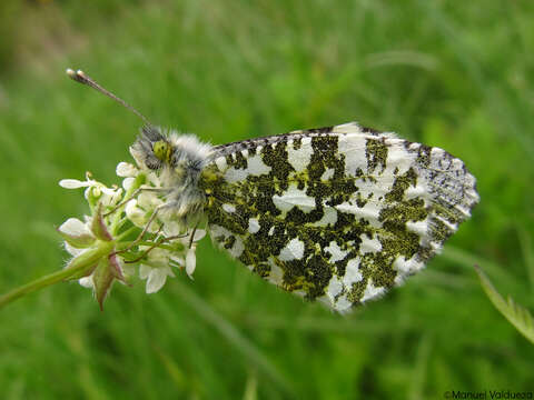 Image of orange tip