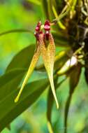 صورة Bulbophyllum biflorum Teijsm. & Binn.