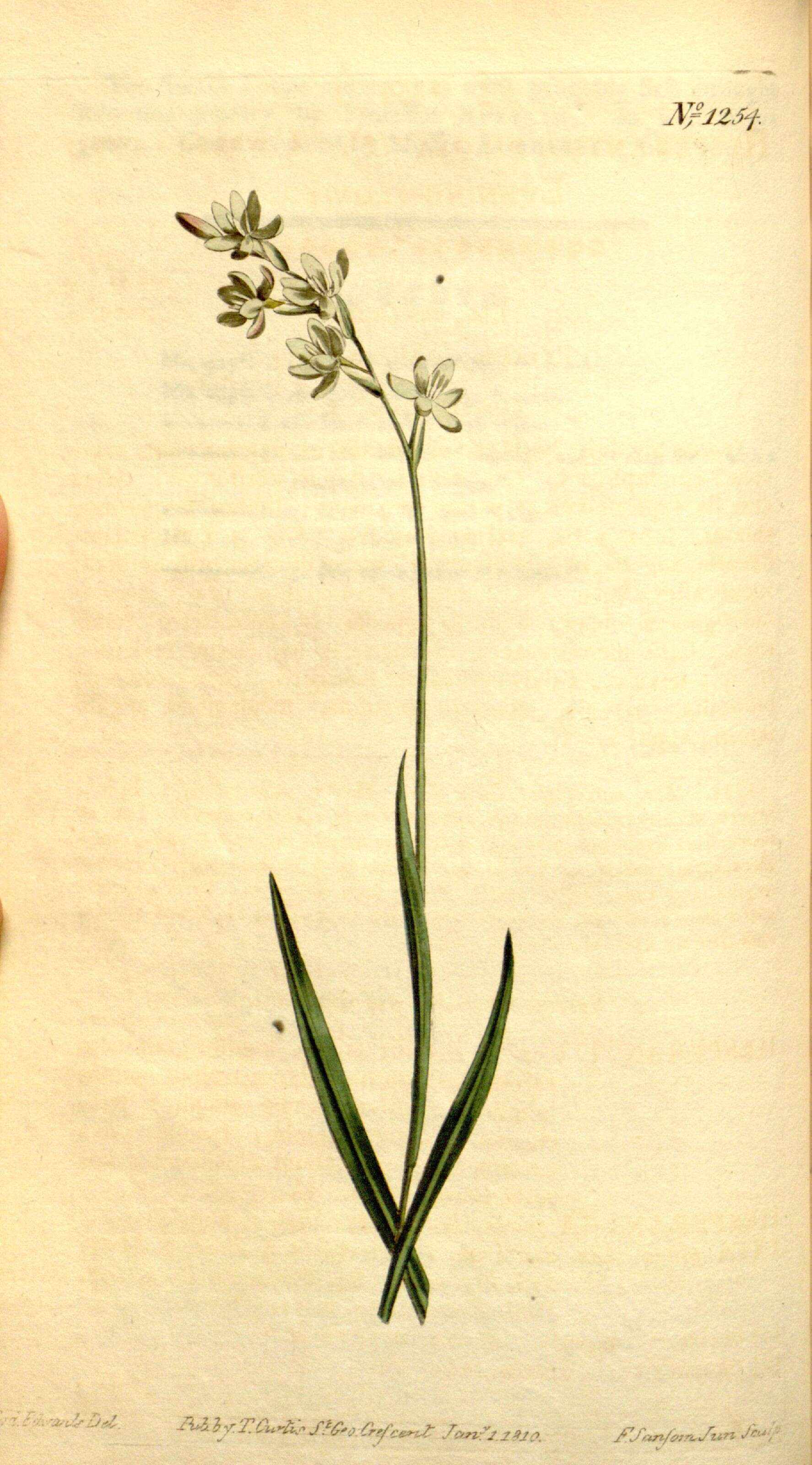 Image of Hesperantha pilosa (L. fil.) Ker Gawl.