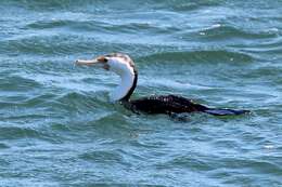 Image of Australian Pied Cormorant