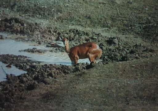 Image of Bushbuck