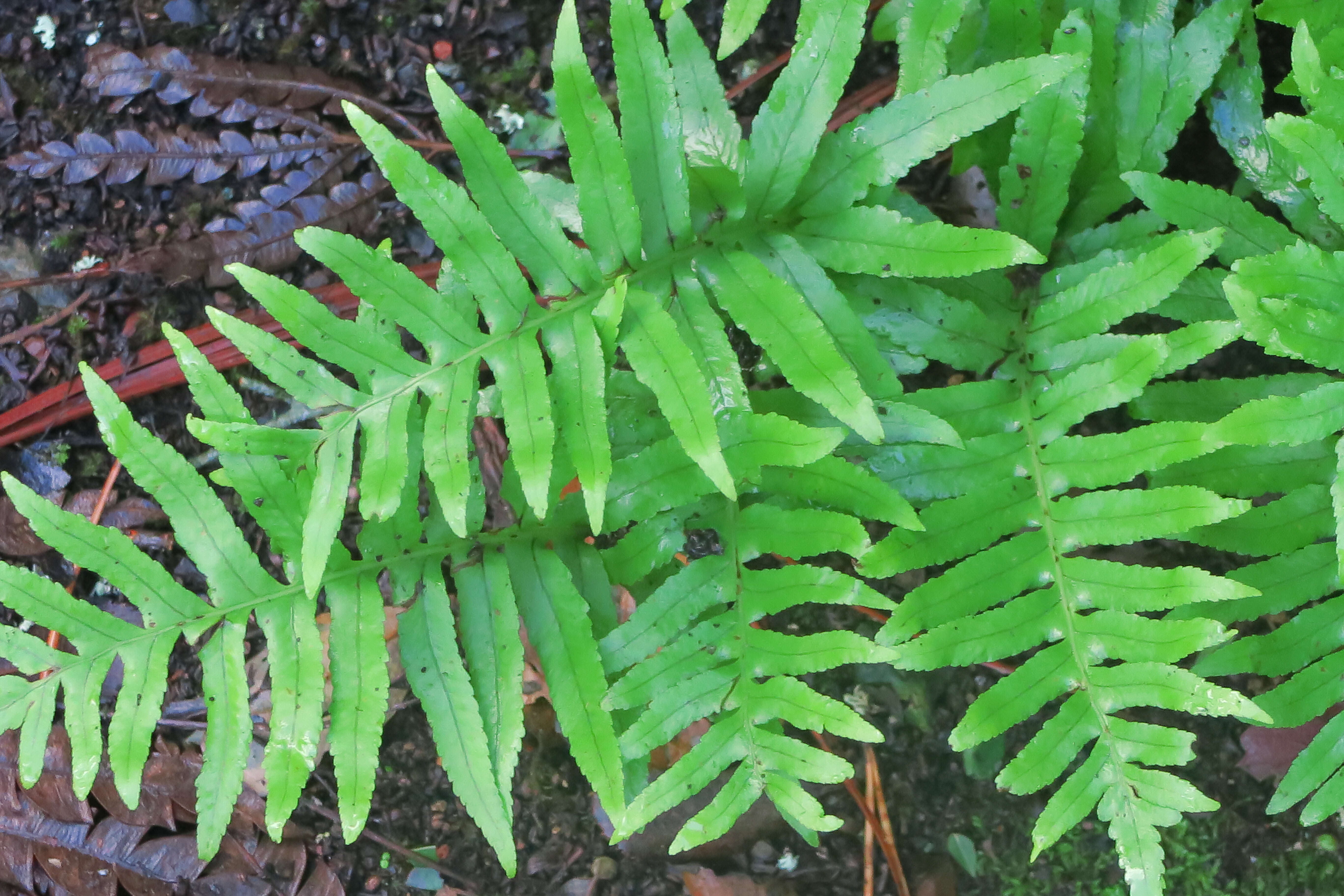 Image of polypody