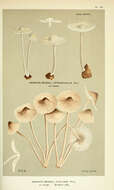 Image of Mycena alcalina (Fr.) P. Kumm. 1871