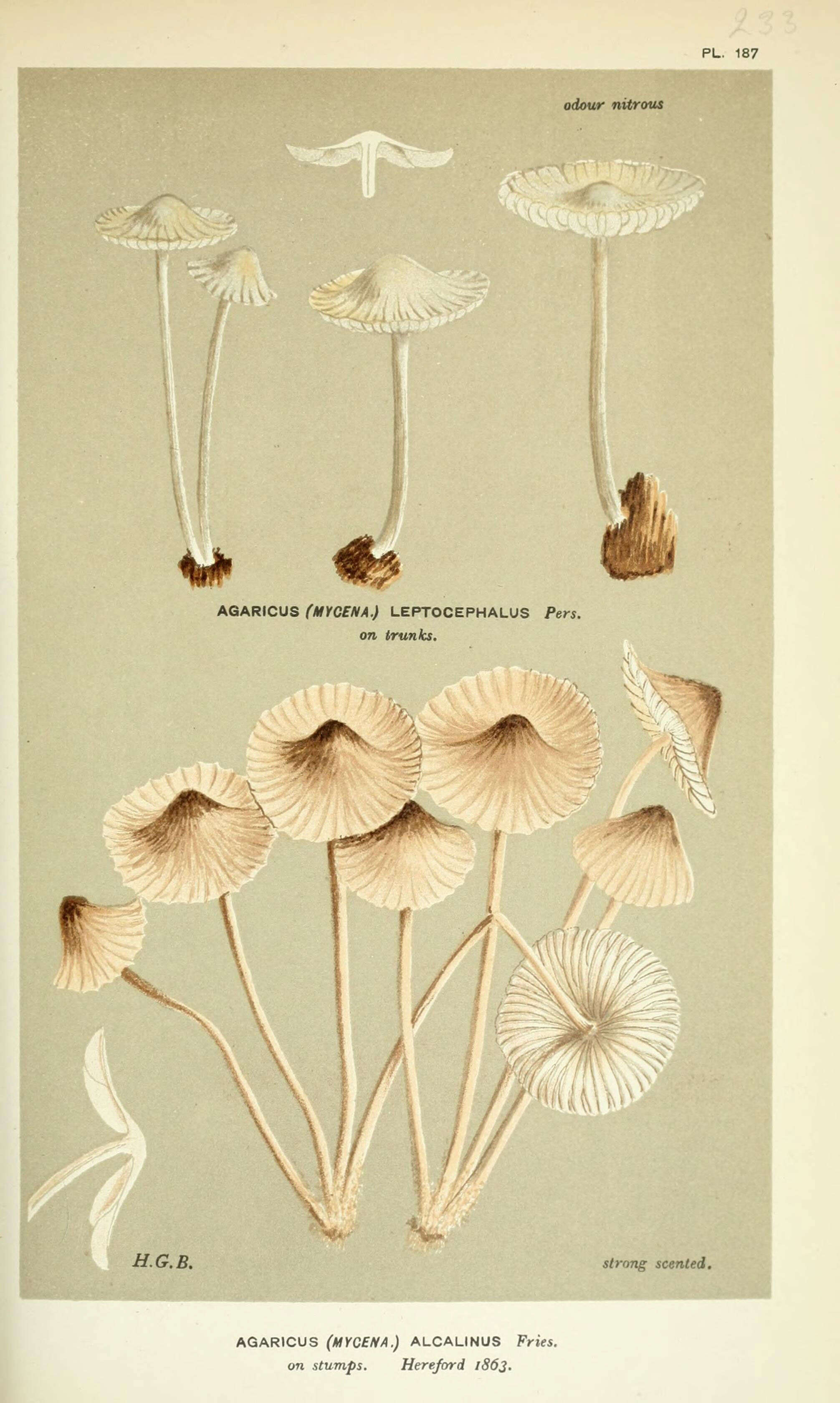 Image of Mycena alcalina (Fr.) P. Kumm. 1871