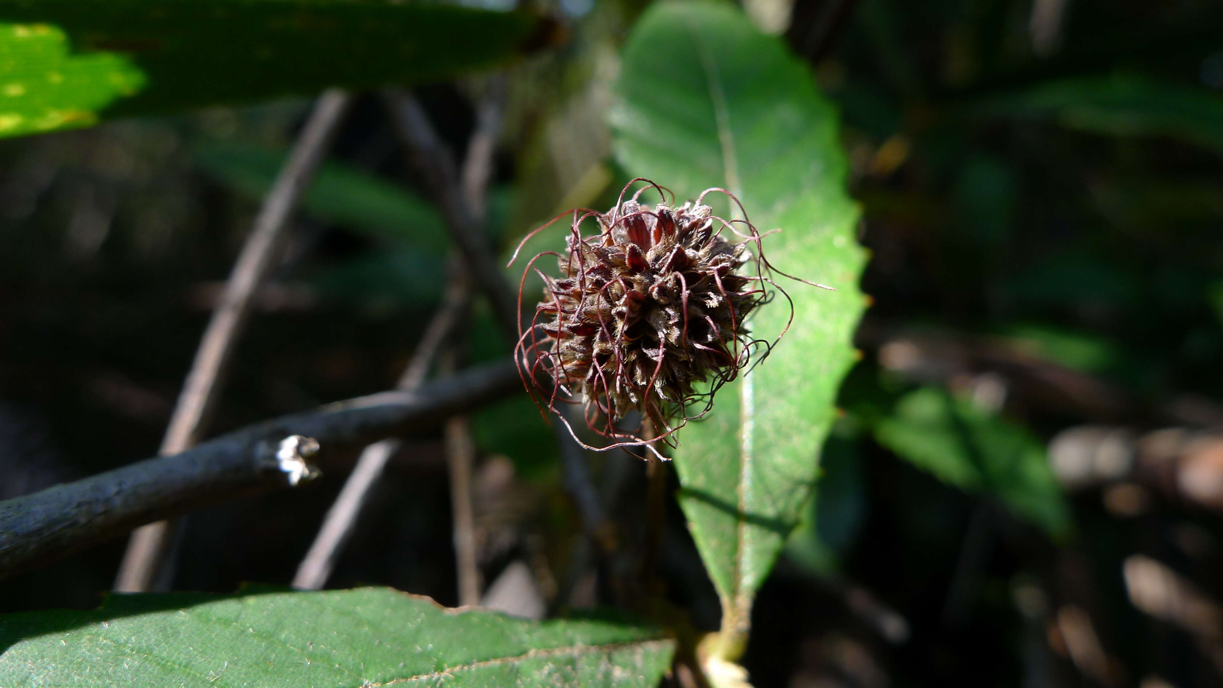 Image of black wattle