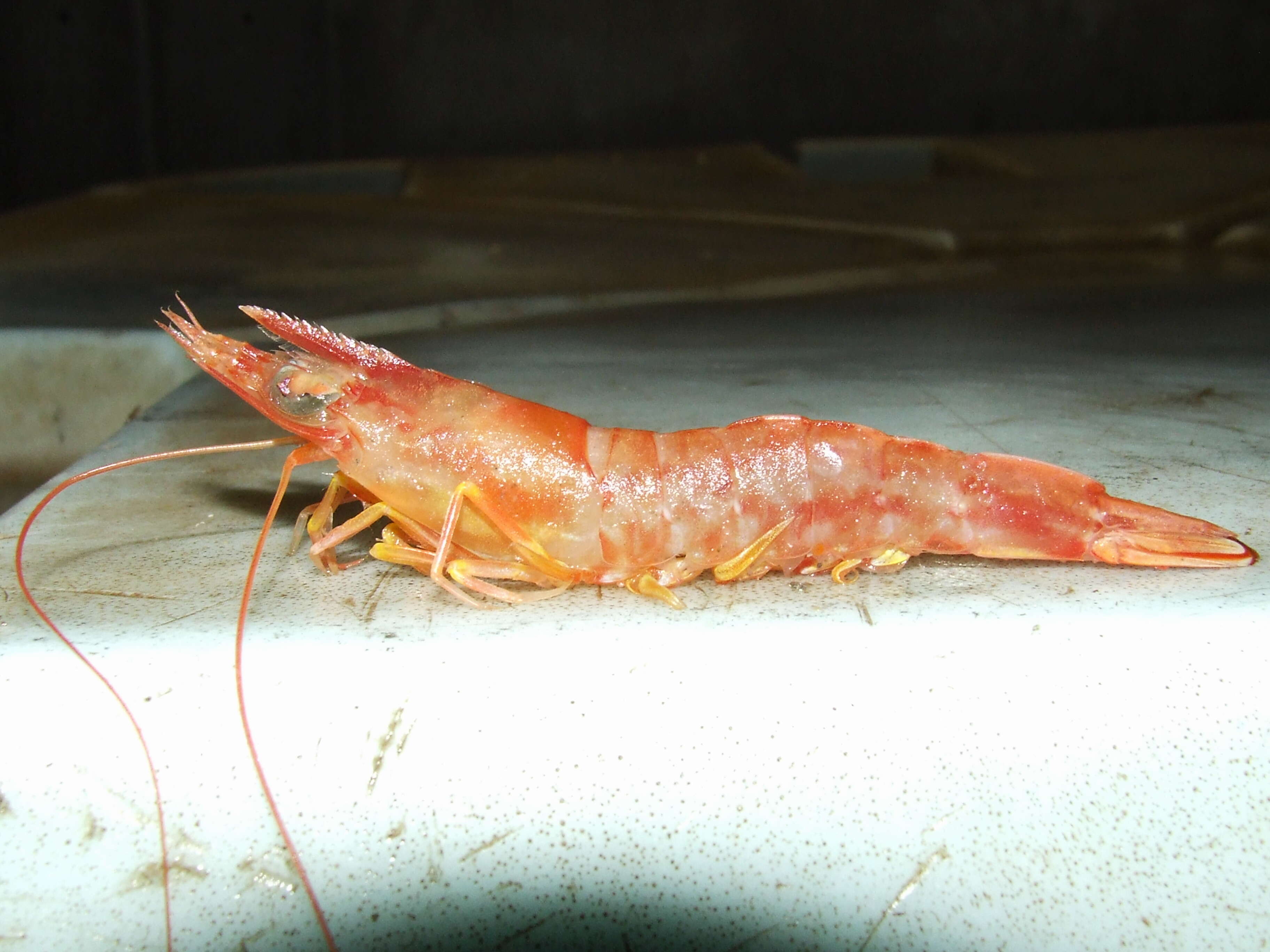 Image of prawns