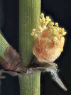 Image of California Ephedra