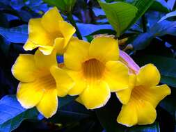 Image of bush allamanda