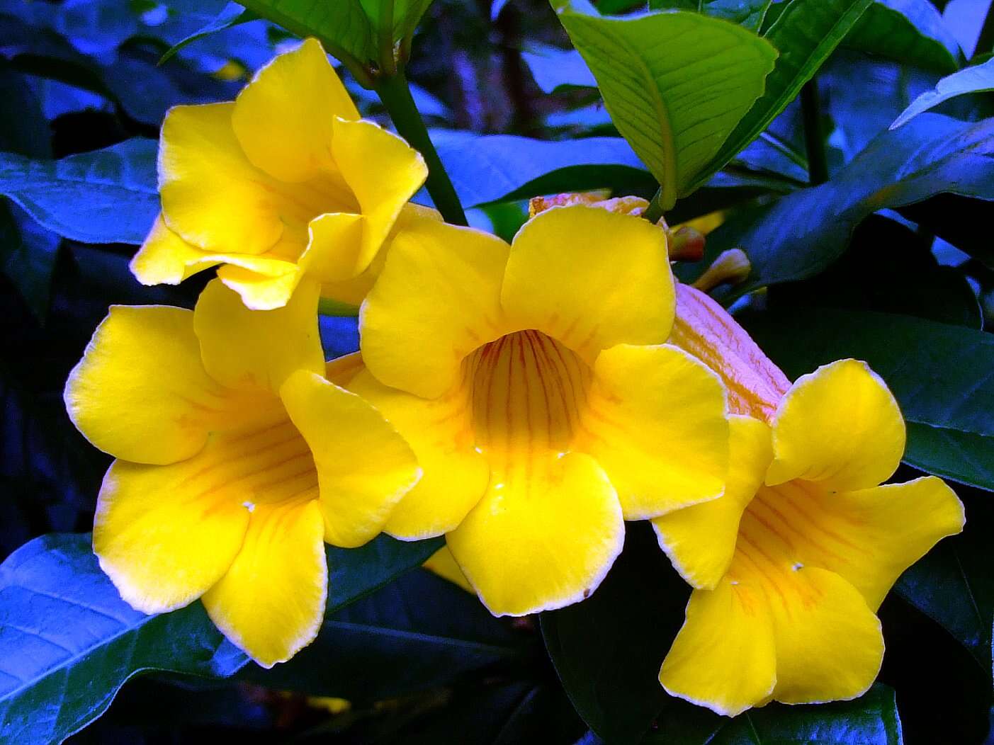 Image of bush allamanda