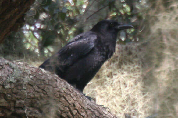 Image of Corvus Linnaeus 1758