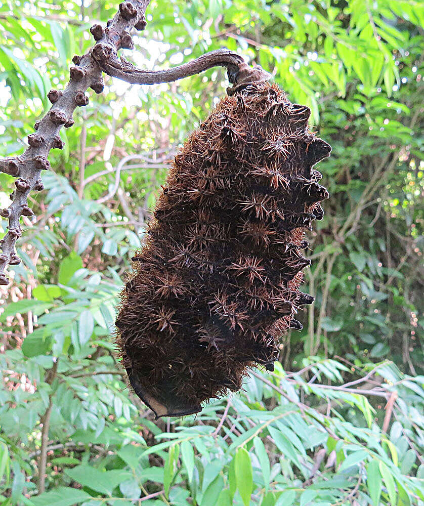 Image of Mucuna mutisiana (Kunth) DC.