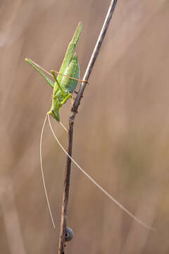 Image of Phaneropteridae