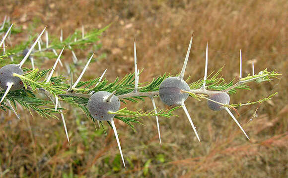 Plancia ëd Vachellia drepanolobium (Y. Sjöstedt) P. J. H. Hurter