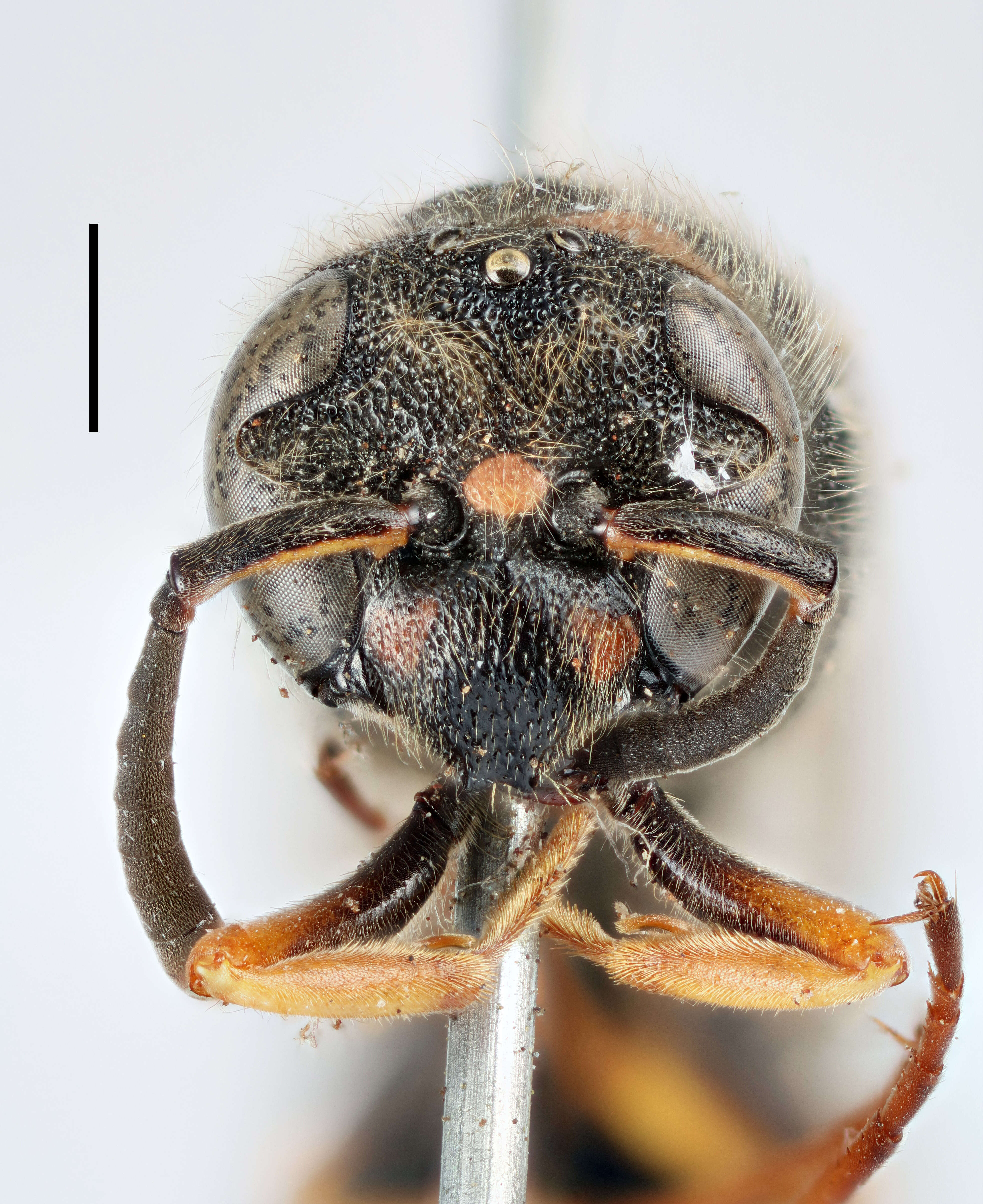 Image of Ancistrocerus claripennis Thomson 1874