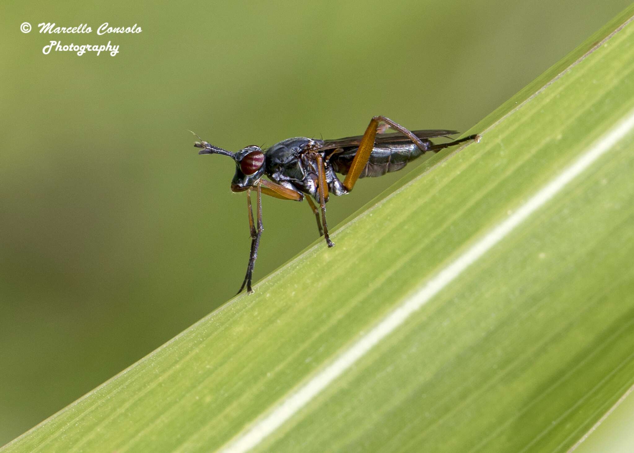 Imagem de Sepedon sphegea (Fabricius 1775)