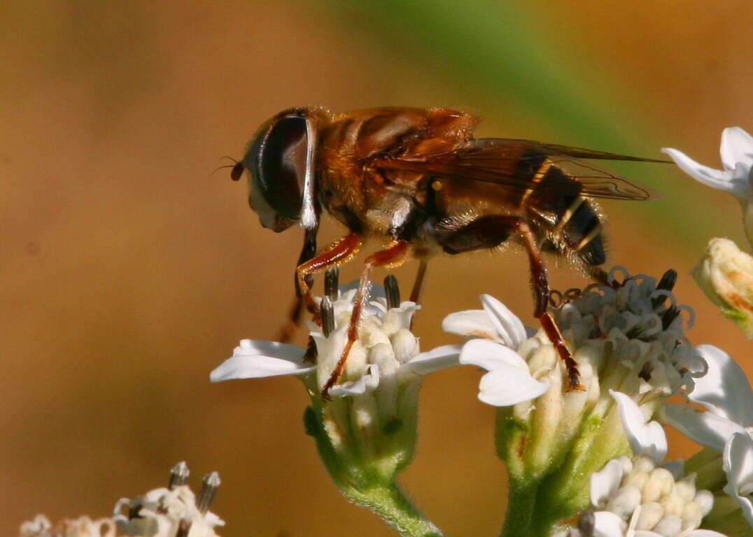 صورة Palpada vinetorum (Fabricius 1799)