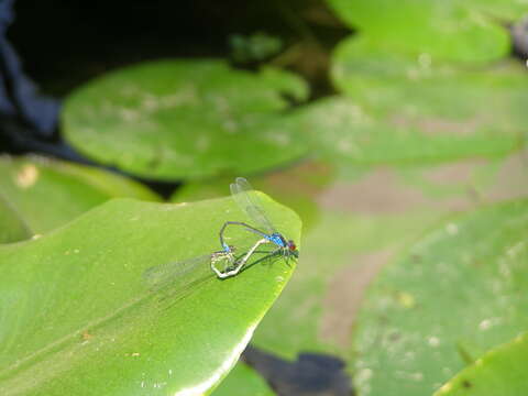 Image of Common Bluetail