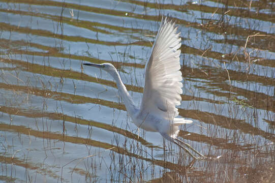 Image of Little Blue Heron