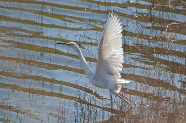 Image of Little Blue Heron