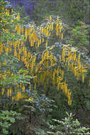 Image of Alpine Laburnum