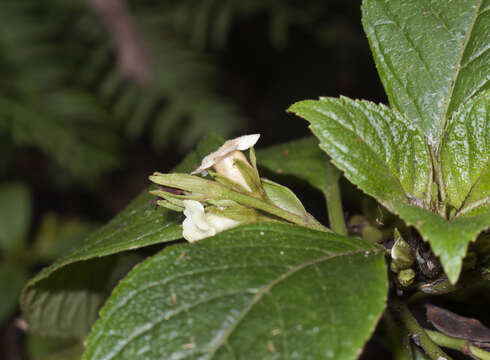 Sivun Cyrtandra menziesii Hook. & Arn. kuva