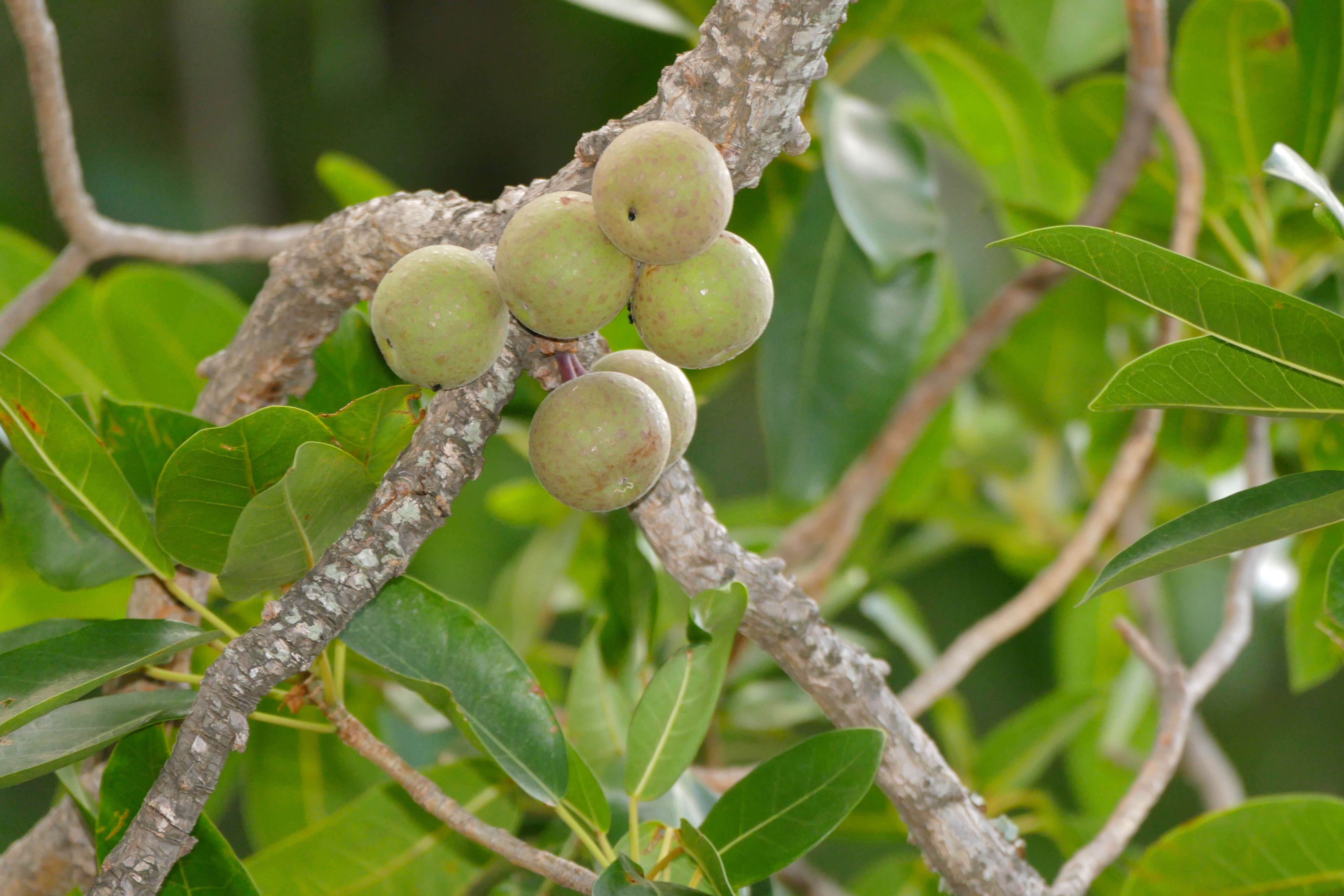 Image of Knobbly fig