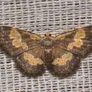 Image of Peratophyga flavomaculata Swinhoe 1902