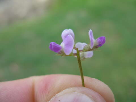 Image of glycine