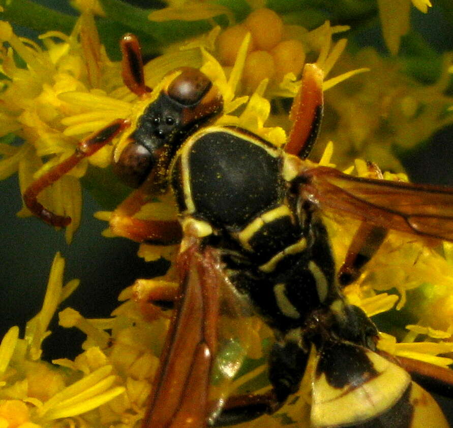 Image of Wasp