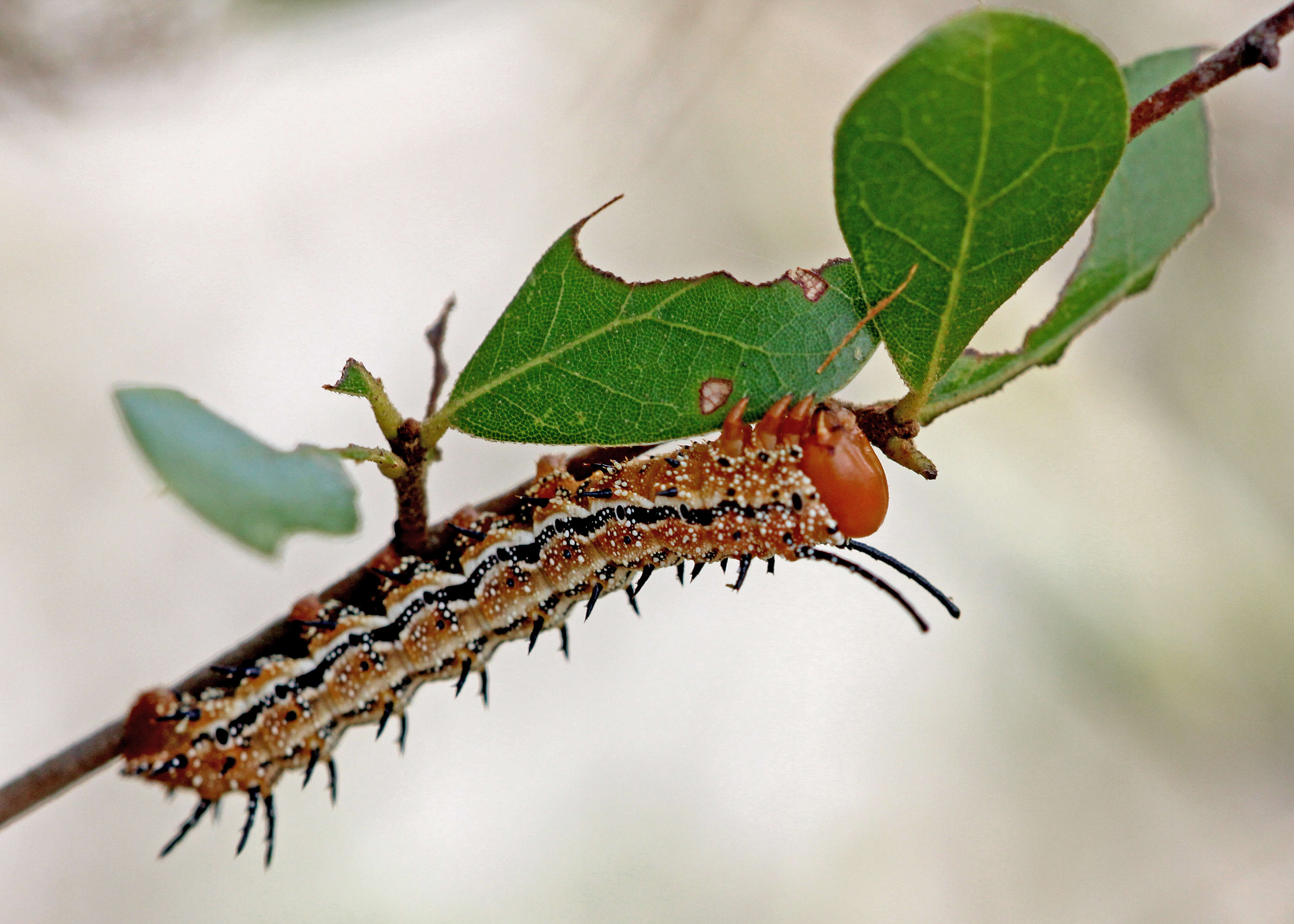 Image of Anisota consularis Dyar 1896