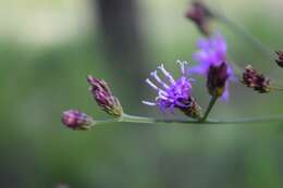 Image of ironweed