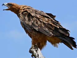 Image of Tawny Eagle