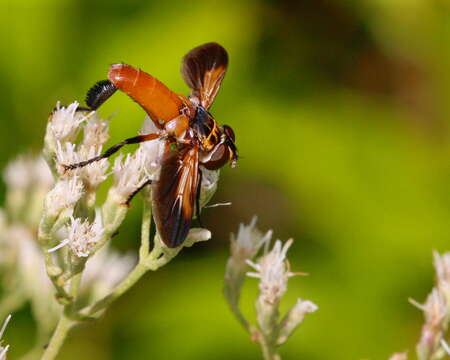 Image of Tachinid fly