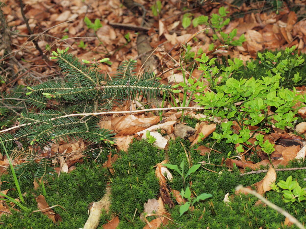 Image of blueberry