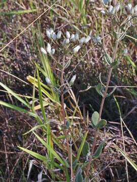 Image of Chromolaena horminoides DC.