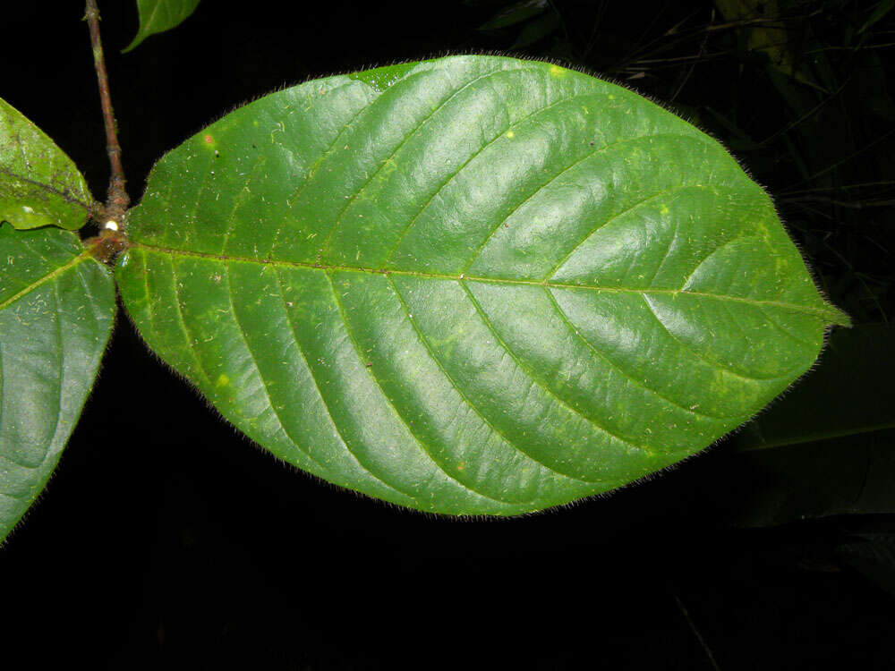 Image of Duroia costaricensis Standl.