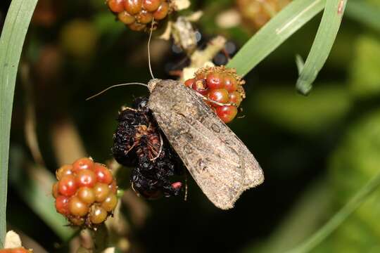 Image of turnip moth