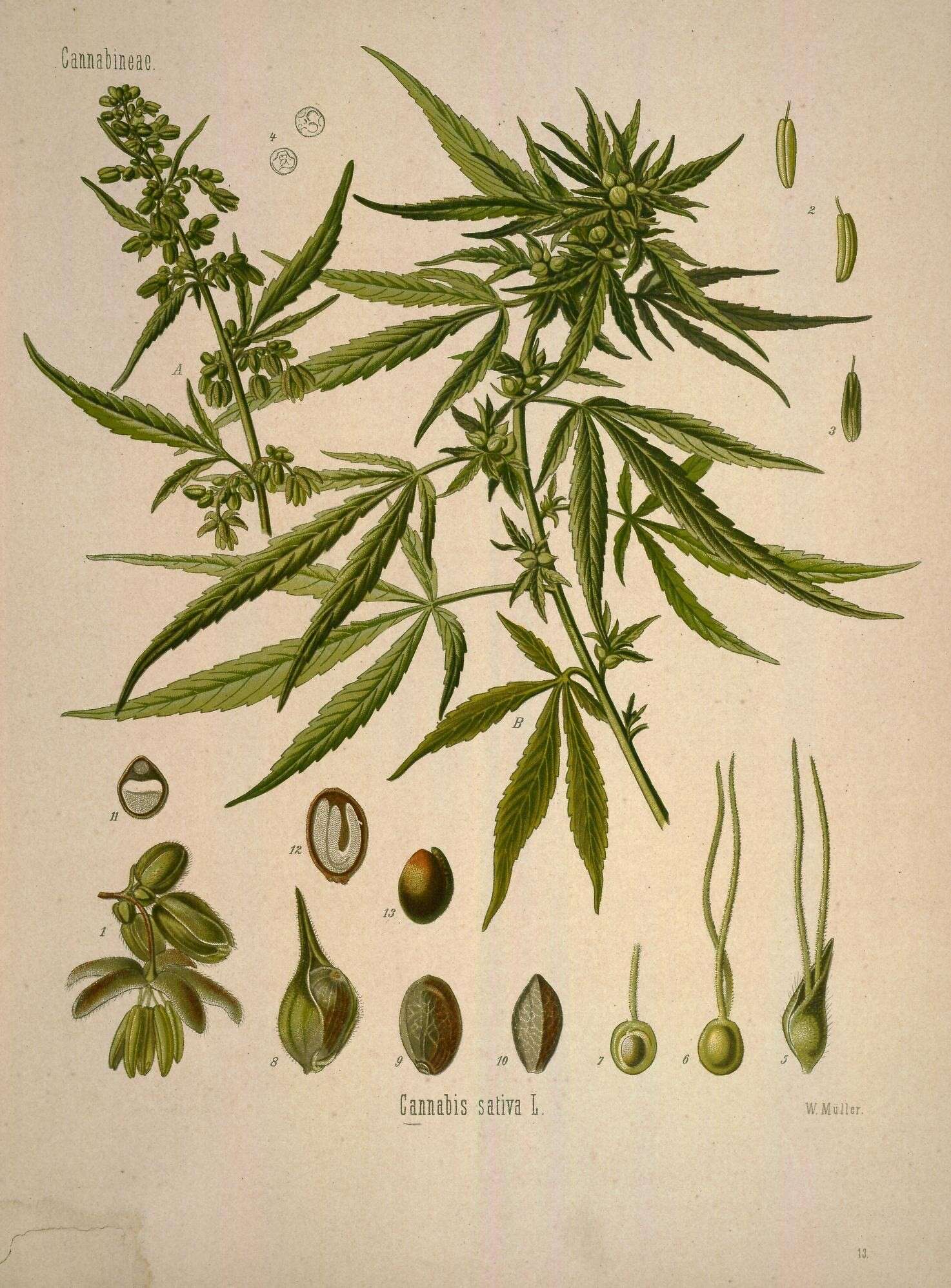 Image de Cannabis