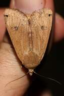 Image of Large Yellow Underwing