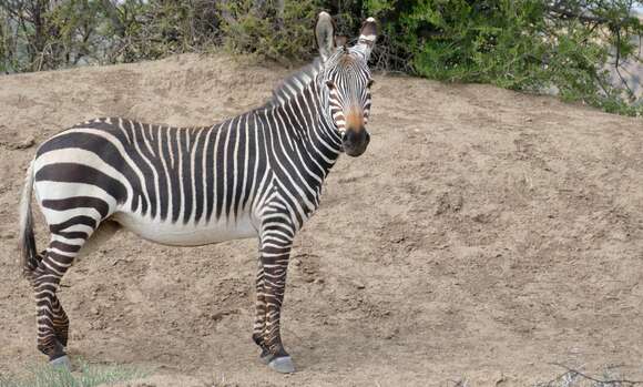 Image of Equus zebra