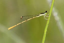 Image of forktail