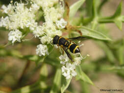 Image of Leptochilus duplicatus (Klug 1835)