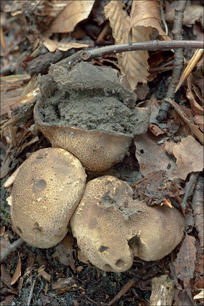 Image of Sclerodermataceae