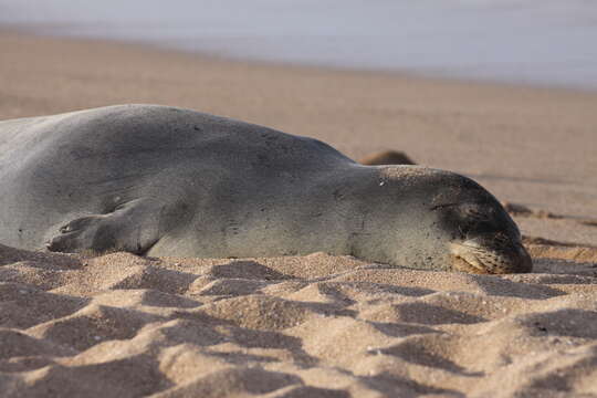 Image of Hawaiian Monk Seal