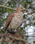 Image of Buteo Lacépède 1799