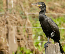 Image of Phalacrocorax Brisson 1760