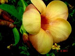 Image of purple allamanda