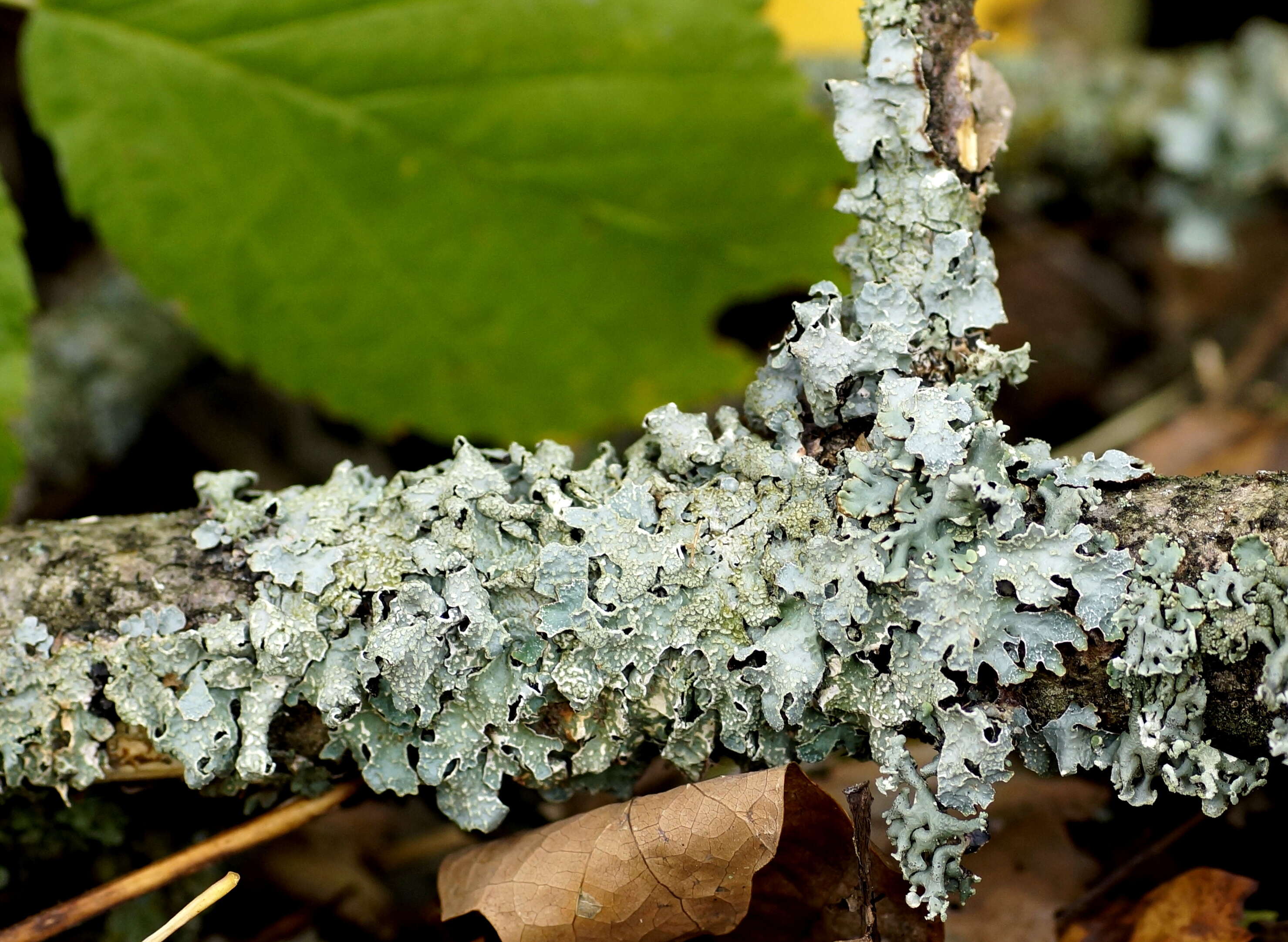 Image of ragged lichen